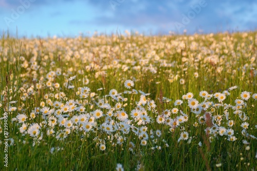 Beautiful summer landscape, wild daisy flowers in the meadow. Warm sunset light.