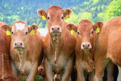 Herd of cows - Limousin breed photo