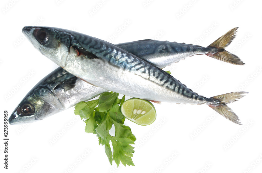 Fresh saba fish isolated on white background Fresh saba fish isolated on white background