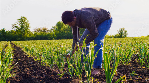 Barefoot farmer on farm field tears young green garlic growing in a row