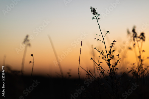 Sunset view with the silhouettes of herbs and plants