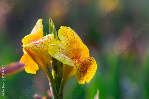  Beautiful Portrait of Canna Indiaca flower against a soft green blurry background