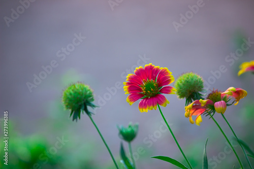 Beautiful Portrait of Gaillardia aristata flower against a soft green blurry background