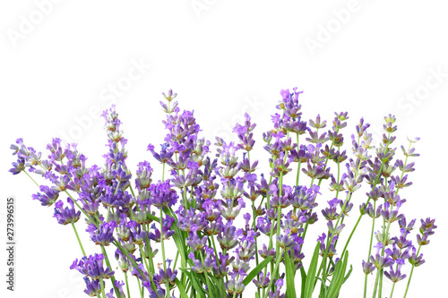 lavender flowers isolated on white background. bunch of lavender flowers.