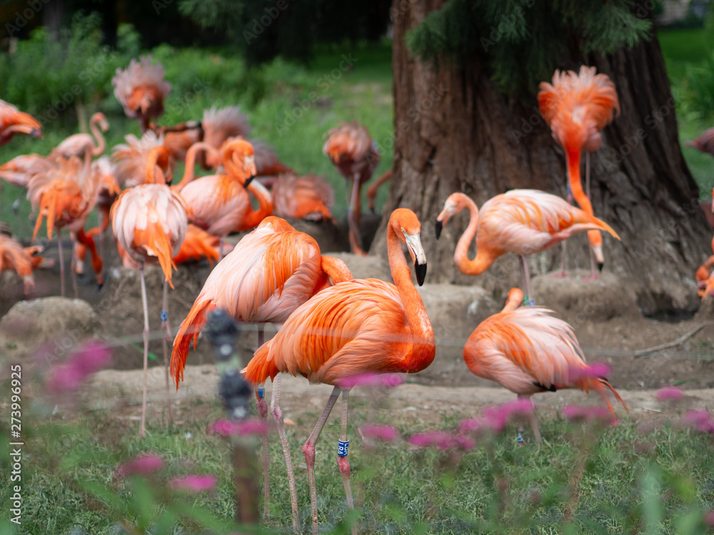 Fototapeta premium Group of pink flamingoes in Cologne Zoo