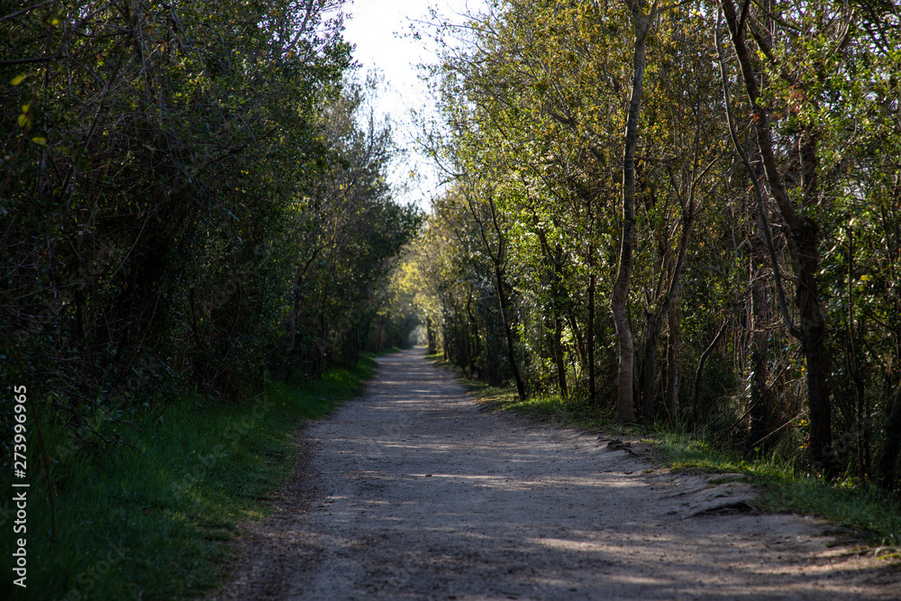 View of a walking forest path with green trees View of a walking forest path with green trees