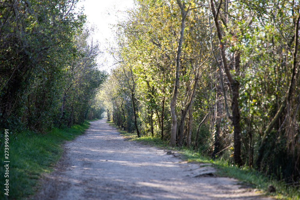 View of a walking forest path with green trees