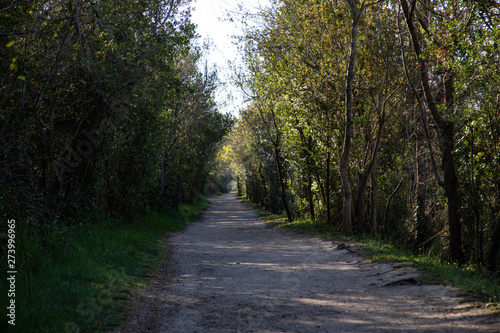 View of a walking forest path with green trees
