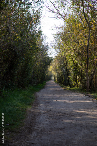 View of a walking forest path with green trees