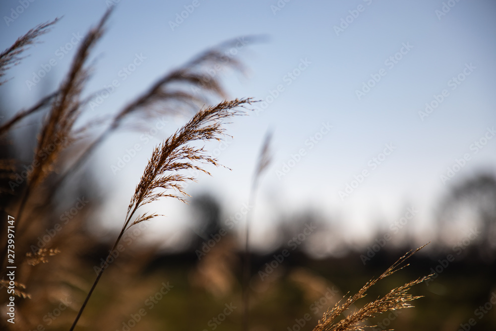 Obraz premium Close up of some heat branches with blue sky