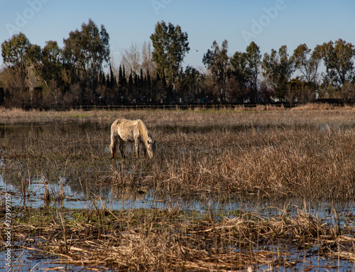 View of a white horse grazing in a dry field