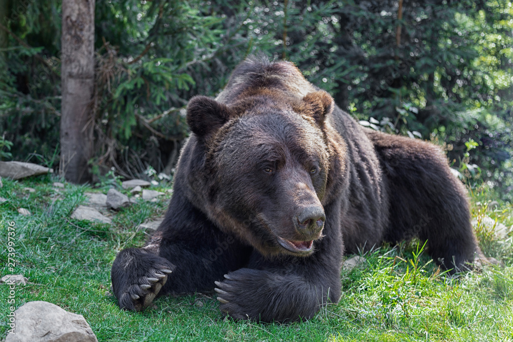 Fototapeta premium Big European Brown bear lying in the green grass in forest. Huge bear paws with long claws.