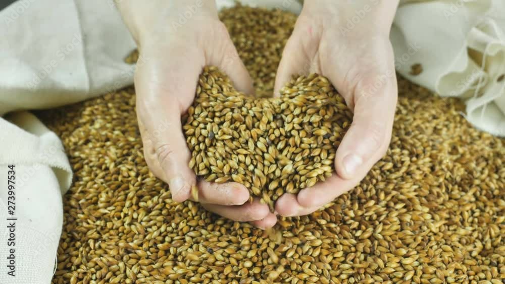 Farmer holds in the form of a Heart. Natural and Useful Malt for making Crafting Beer or Whiskey is poured into a bag 59.94 4k Farmer holds in the form of a Heart. Natural and Useful Malt for making Crafting Beer or Whiskey is poured into a bag 59.94 4k
