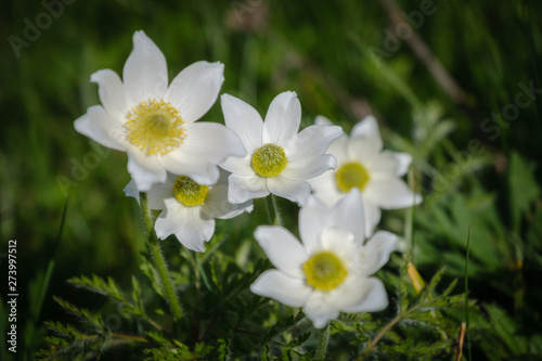 White narcissus anemone in Slovenian alps