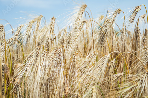 Golden fields of wheat.