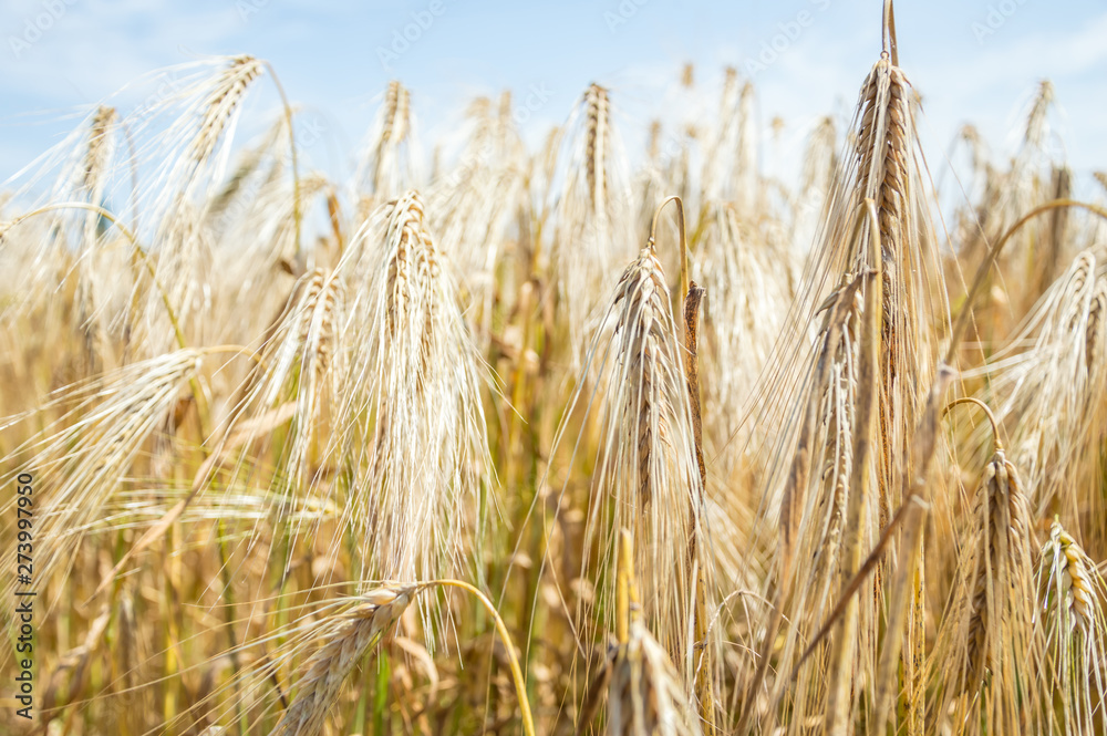 Golden fields of wheat. Golden fields of wheat.