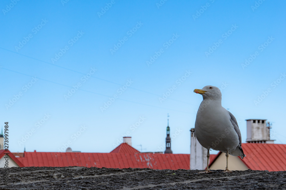 A seagull standing in the background of blue sky and red roof in Old town, Tallinn, Estonia A seagull standing in the background of blue sky and red roof in Old town, Tallinn, Estonia
