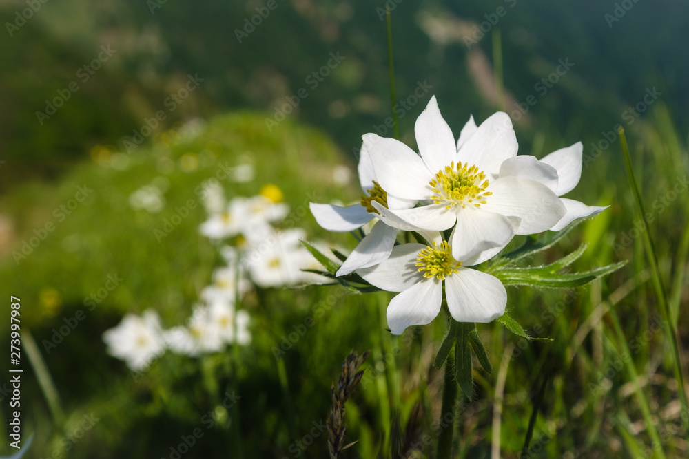 White narcissus anemone in Slovenian alps White narcissus anemone in Slovenian alps