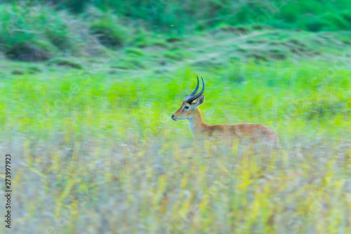 Puku (Kobus vardonii), Kasanka National Park, Serenje, Zambia, Africa photo