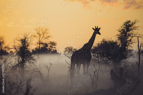 giraffe at sunset © TINK