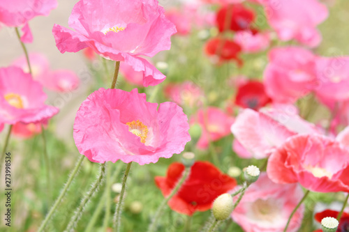 ひなげしの花 © araho