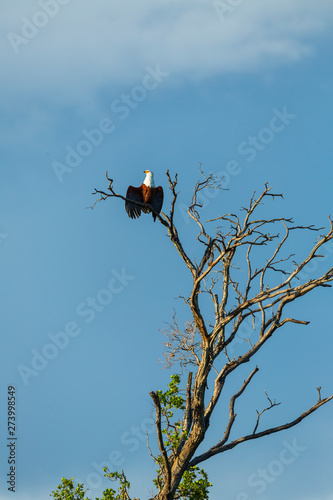 African Fish Eagle, Kasanka National Park, Serenje, Zambia, Africa