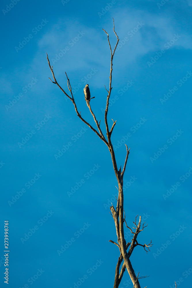 Crowned Eagle, African Crowned Eagle or the Crowned Hawk-Eagle (Stephanoaetus coronatus), Kasanka National Park, Serenje, Zambia, Africa Crowned Eagle, African Crowned Eagle or the Crowned Hawk-Eagle (Stephanoaetus coronatus), Kasanka National Park, Serenje, Zambia, Africa