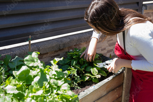 Beautiful woman taking care of urban vegetables garden © Gabriel