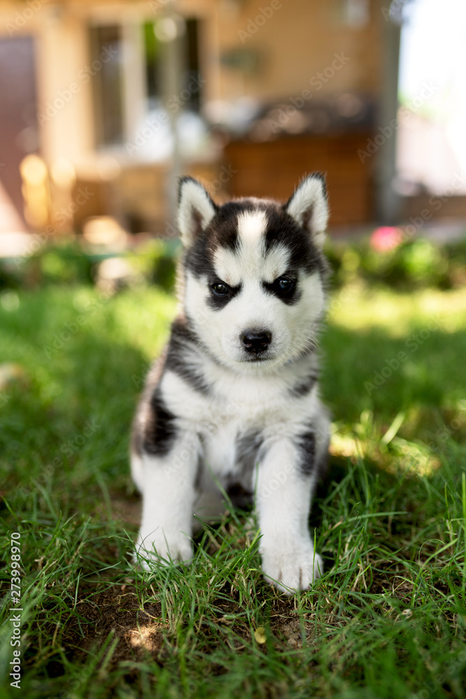 Adorable black and white puppy of Siberian husky