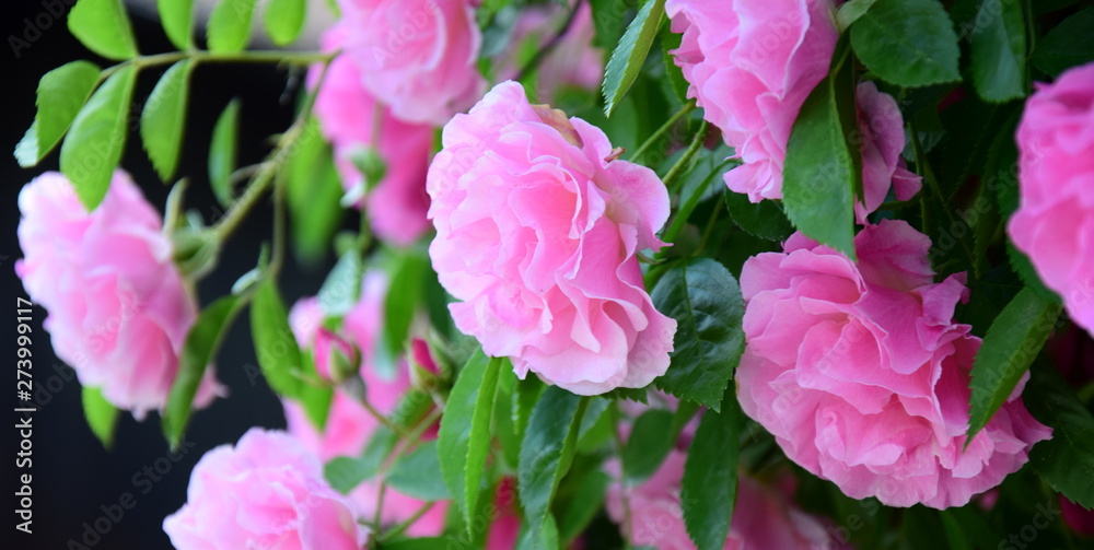 Rosen - Ramblerrosen - Blütenpracht im Bauerngarten