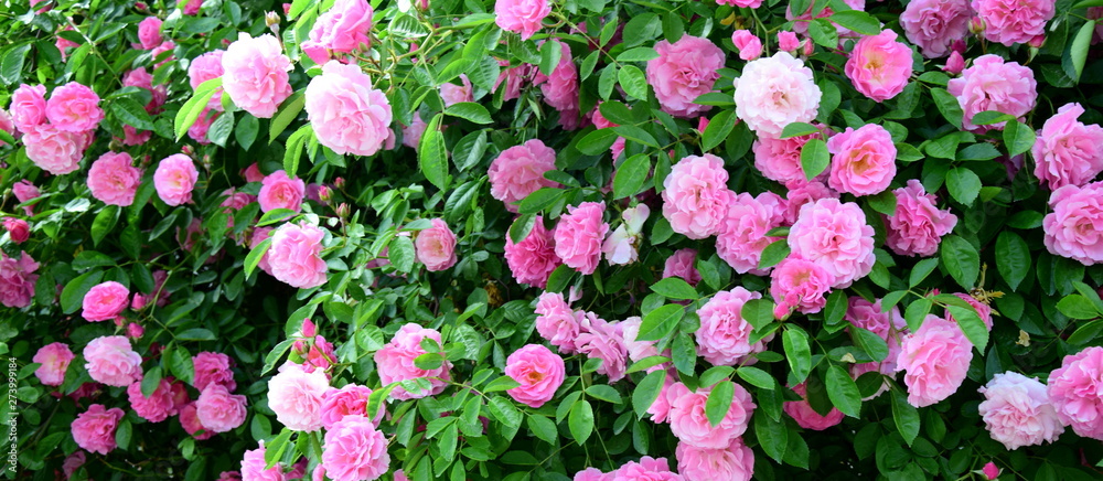 Rosen - Ramblerrosen - Blütenpracht im Bauerngarten Rosen - Ramblerrosen - Blütenpracht im Bauerngarten