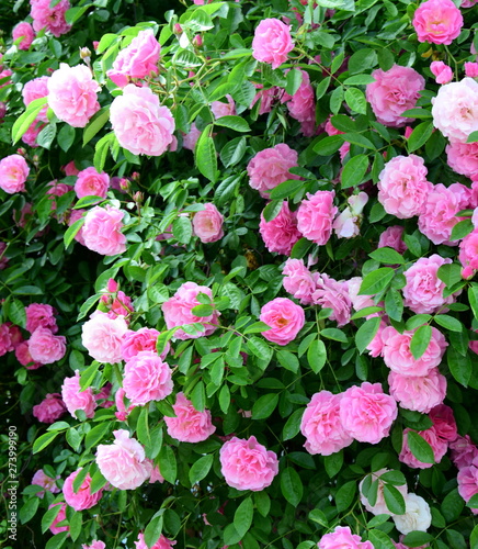 Rosen - Ramblerrosen - Bl  tenpracht im Bauerngarten