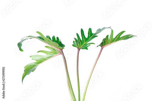 Real monstera leaves decorating for composition design.Tropical botanical nature concepts ideas
