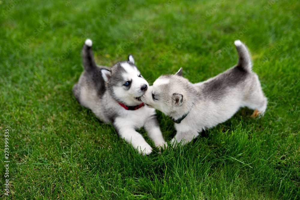 Two puppy of Siberian husky playing in the garden on the grass