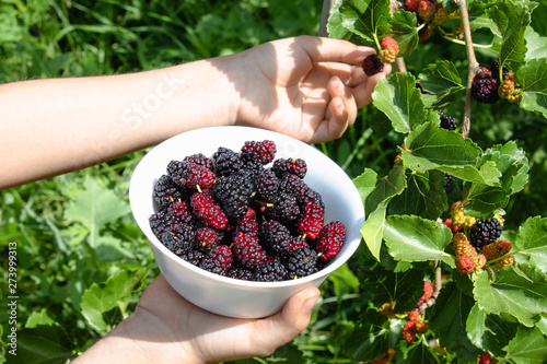 In the hands of a white bowl with delicious ripe juicy mulberry outdoors