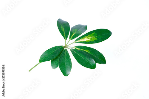 Real Schefflera Octophylla leaves decorating for composition design.Tropical,botanical nature concepts ideas © Nguyen