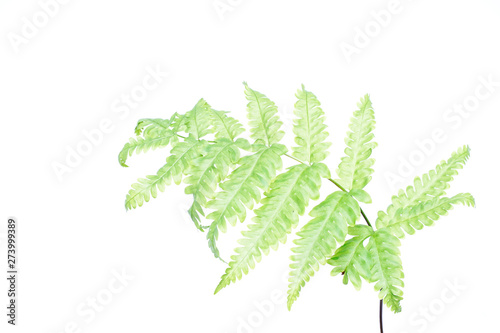 Tranlucent fern leaf isolated on white background