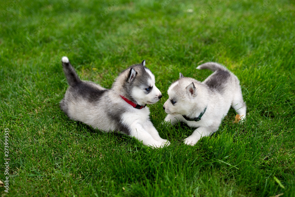 Two puppy of Siberian husky playing in the garden
