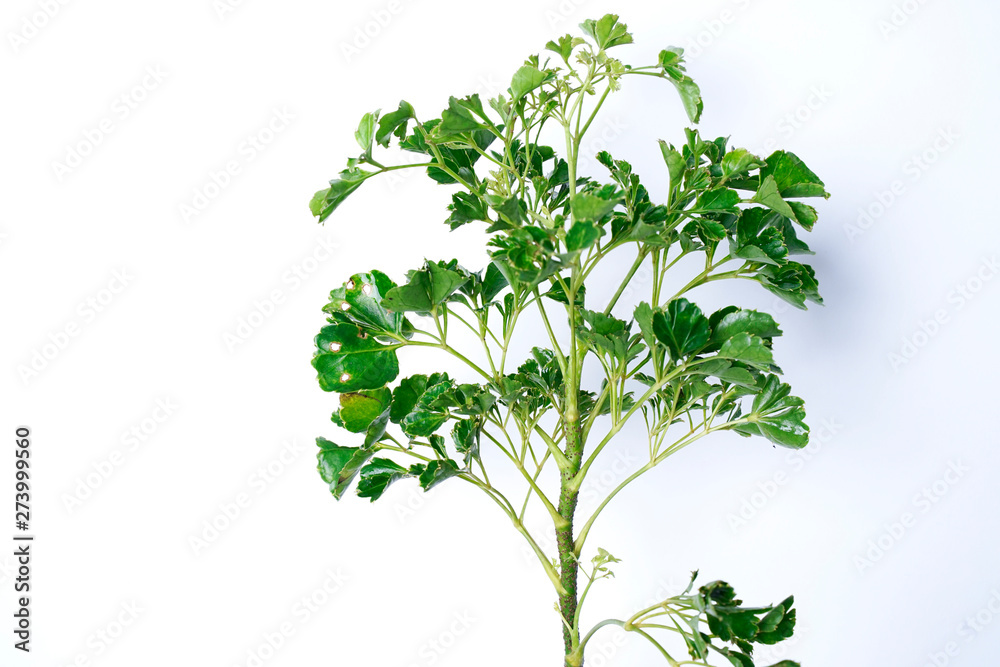 Polyscias summer tropical plant leaf the tropical evergreen vine on white background Polyscias summer tropical plant leaf the tropical evergreen vine on white background