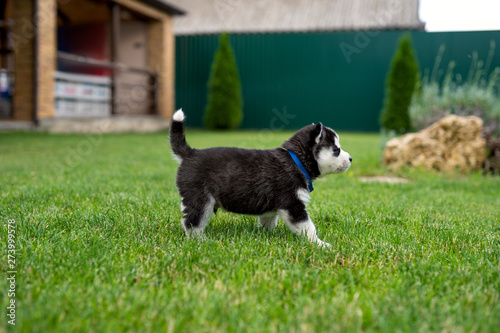 A little husky puppy walks on grass in the yard