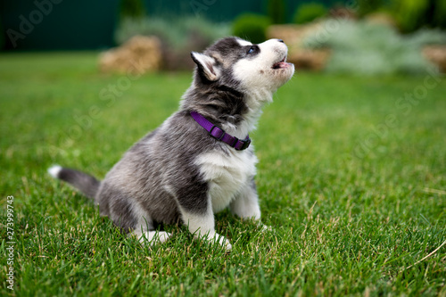 A little husky puppy howls on grass in the yard © Евгения Ковальчук