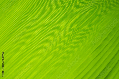 Patterns and details of green leaves