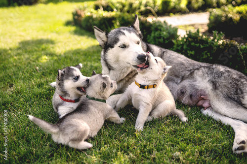 Little husky puppies playing in the garden with mom