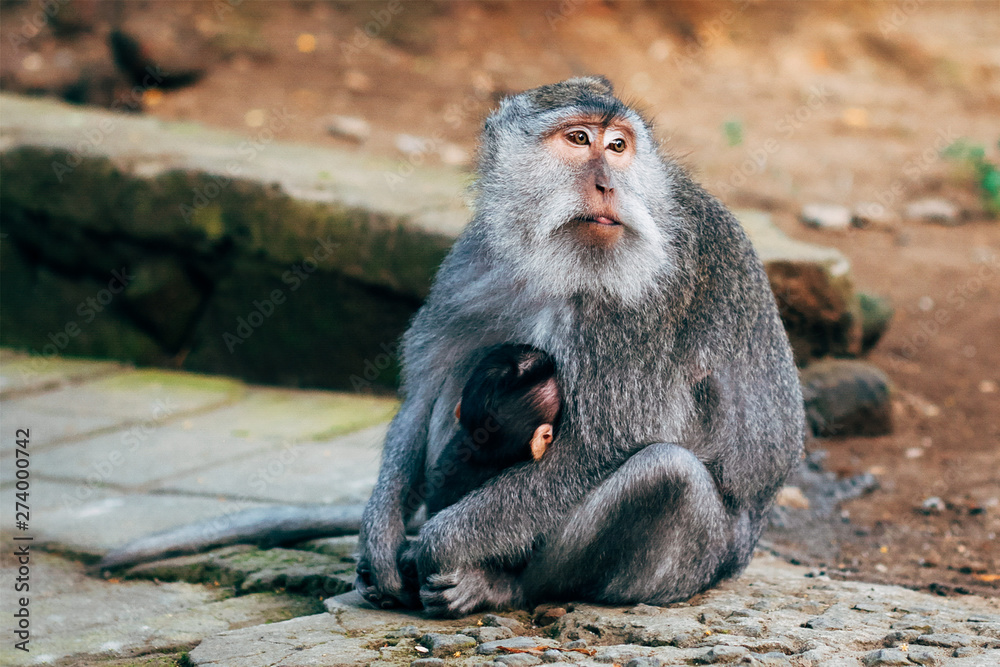 Naklejka premium Monkey with cub