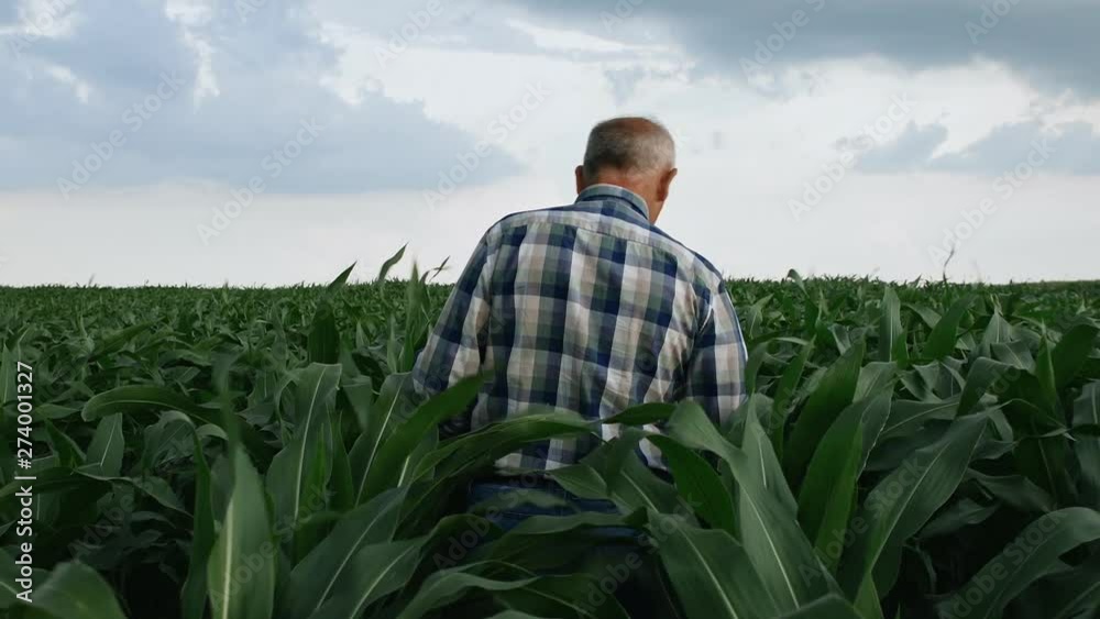 Rear view of senior farmer walking in corn field examining crop.