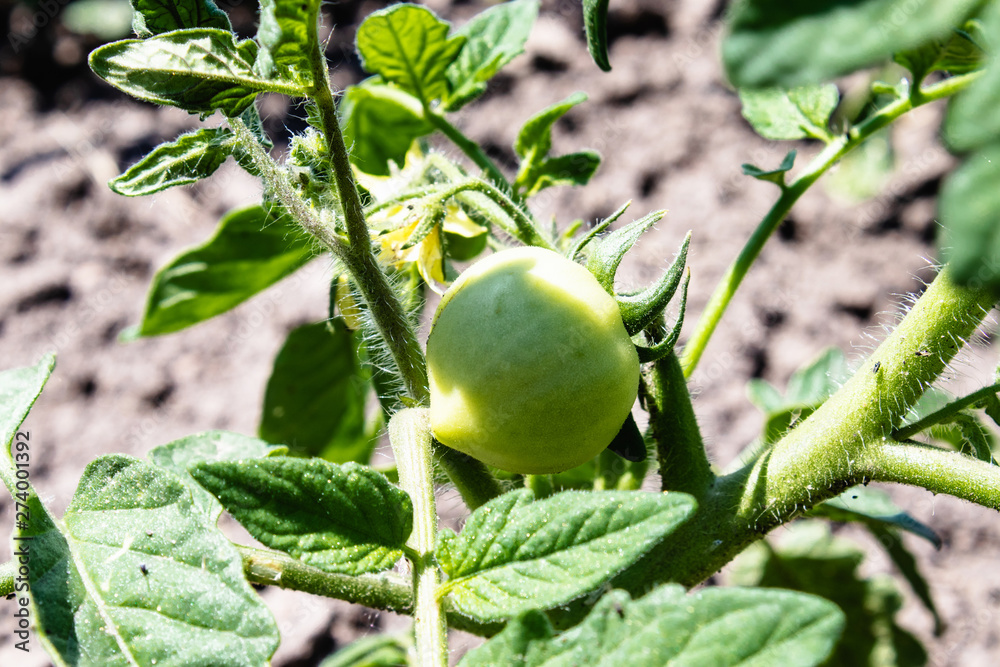 Fototapeta premium green fresh tomatoes on green stalks growing on a vine in the garden.