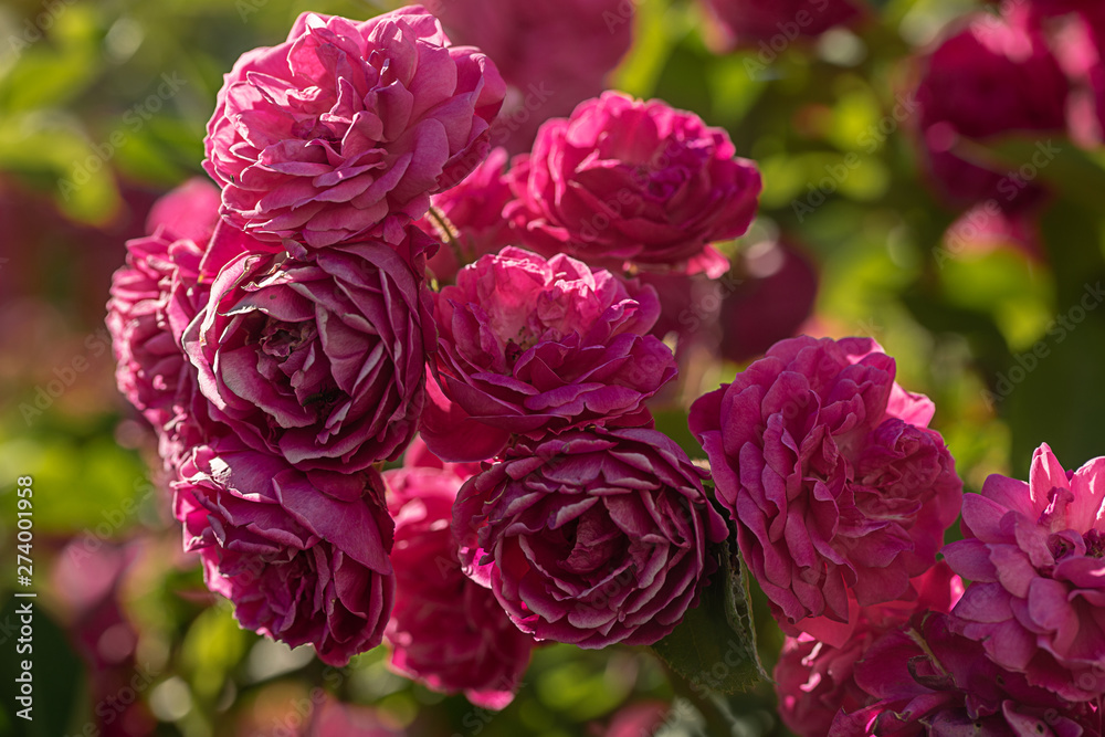 Obraz premium garden rose in the botanical garden