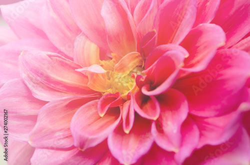 Beautiful blurred pink chrysanthemum with blurred background