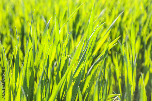 Green wheat field on spring day  closeup