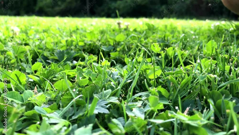 Walking food steps in green grass in a garden like a farmer in summer. Walking food steps in green grass in a garden like a farmer in summer.